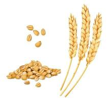 Wheat, rye, oat and barley realistic spikes vector