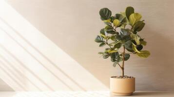 Ficus lyrata minimalist background. Illustration photo