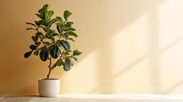 Ficus lyrata minimalist background. Illustration photo