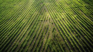 , field of green grass with water sprinkled, aerial view drone photography. Swamp landscape. photo