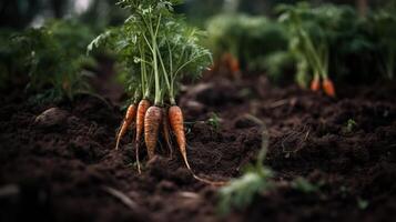 , Row of fresh carrots with green leafs on the ground, vegetables in the garden, a good harvest of eco products. photo