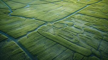 , field of green grass with water sprinkled, aerial view drone photography. Swamp landscape. photo