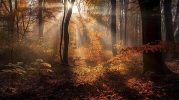 Disorienting scene of an collect time timberland with sunrays entering through the branches. photo