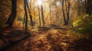 Disorienting scene of an collect time timberland with sunrays entering through the branches. photo