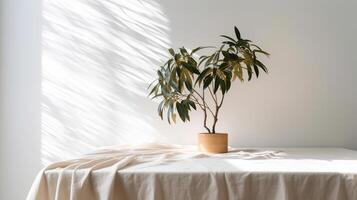 Sensitive beige cotton tablecloth on counter table, tropical dracaena tree in sunshine on white divider establishment. photo
