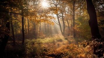 Disorienting scene of an collect time timberland with sunrays entering through the branches. photo