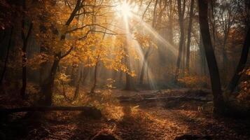 Disorienting scene of an amass time forest with sunrays entering through the branches. photo