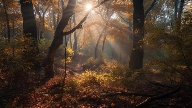 Disorienting scene of an collect time timberland with sunrays entering through the branches. photo