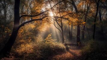 Disorienting scene of an collect time timberland with sunrays entering through the branches. photo