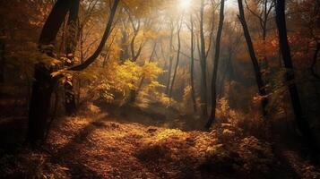 Disorienting scene of an collect time timberland with sunrays entering through the branches. photo