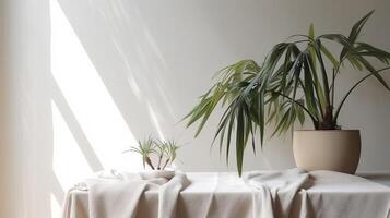 Obliged beige cotton tablecloth on counter table, tropical dracaena tree in daylight on white divider foundation. photo