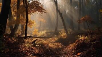 Disorienting scene of an collect time timberland with sunrays entering through the branches. photo