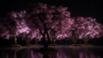 Purple cherry trees make after rain at night. photo