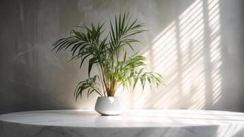 Touchy beige cotton tablecloth on counter table, tropical dracaena tree in daylight on white divider foundation. photo