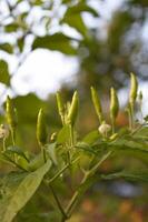 Pimiento annuum es un especies de el planta género Pimiento foto