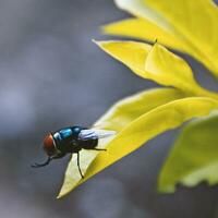 Selective focus of a red-eyed green fly on a leaf. Blurred background. photo