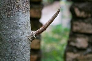 growing sprouts or shoots of leaves from an old cut tree trunk, unstoppable or new life concept, copy space photo