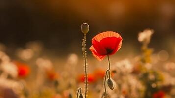 Poppy flower background. Illustration photo