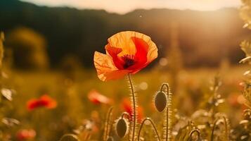 Poppy flower background. Illustration photo