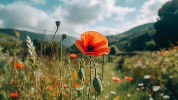 Poppy flower background. Illustration photo