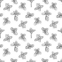 basil pattern vector