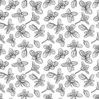 Basil seamless pattern vector