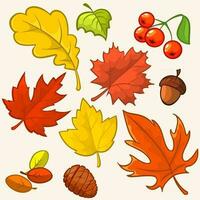 Collection beautiful colourful autumn leaves isolated on white background. vector illustration