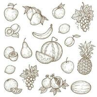 Tropical farm and garden fruits, vector sketch