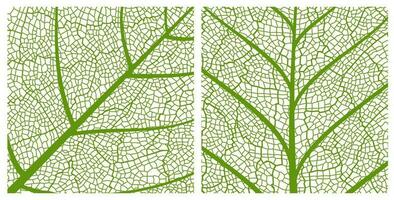 Green leaf texture pattern background with veins vector