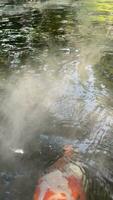 lot of fancy carp in pond with fog. koi carp swimming in water no people video