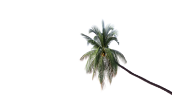 Kokosnuss Baum Weiß Hintergrund isoliert transparent png. png