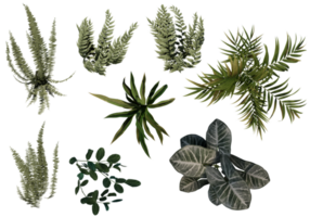 ornemental les plantes. jardin arbre transparent Contexte png