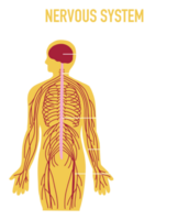 ilustración de humano nervioso sistema png