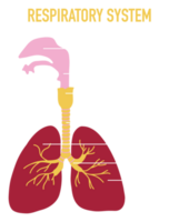 illustration av mänsklig respiratorisk systemet png