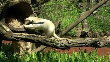 del Sur oso hormiguero tamandua tetradactyla en sus hogar. video