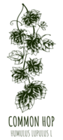 Drawings COMMON HOP. Hand drawn illustration. Latin name HUMULUS LUPULUS L. png