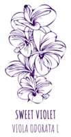 Drawings Fragrant violet. Hand drawn illustration. Latin name Viola odorata L. png