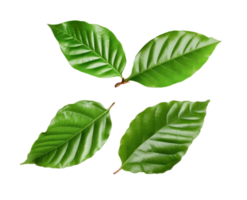 coffee leaves on transparent background png file.