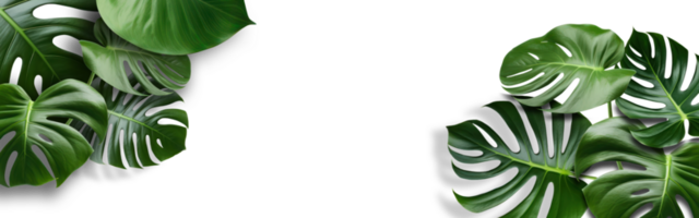 vert tropical paume feuilles monstera sur transparent Contexte png déposer. plat poser, Haut voir, pouvez être utilisé moquer en haut pour montage des produits afficher ou conception disposition