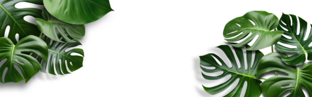 Grün tropisch Palme Blätter Monstera auf transparent Hintergrund png Datei. eben legen, oben Sicht, können Sein benutzt spotten oben zum Montage Produkte Anzeige oder Design Layout