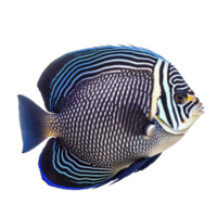 Emperor angelfish on transparent background, created with png