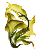 Fresh kelp silk on transparent background, created with png