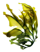 Fresh kelp silk on transparent background, created with png