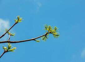 The new growth in spring from Phellodendron sachalinense photo