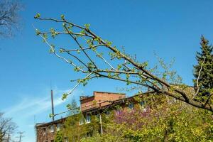 Fresh bright green leaves of Ginkgo biloba L PENDULA on branches in early spring. Branches of a ginkgo tree in the botanical garden of the Dnieper in Ukraine. photo