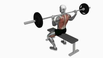 Barbell seated good morning fitness exercise workout animation video male muscle highlight 4K 60 fps