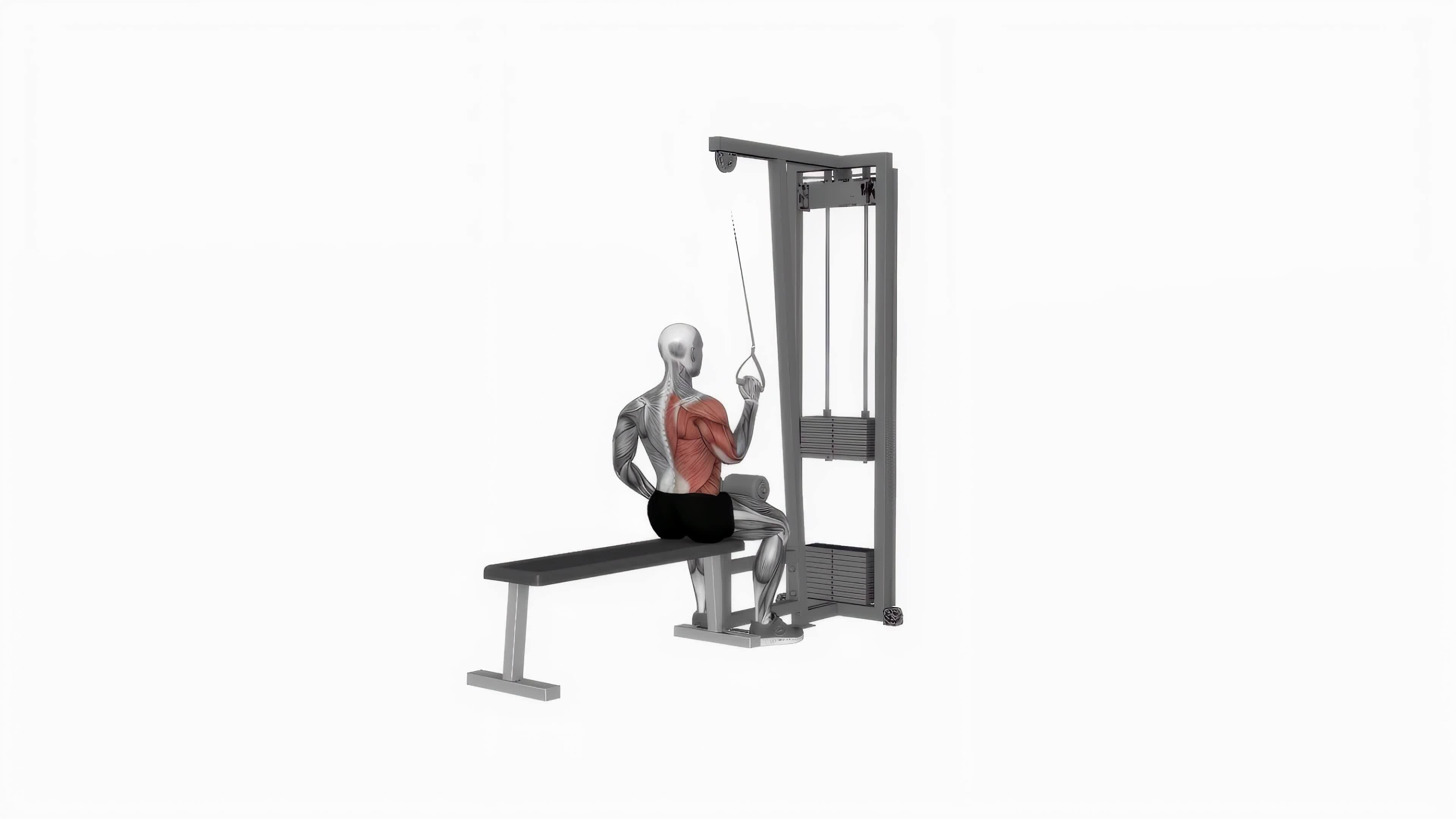 Cable one arm lat pull down fitness exercise workout animation video male muscle highlight 4K 60