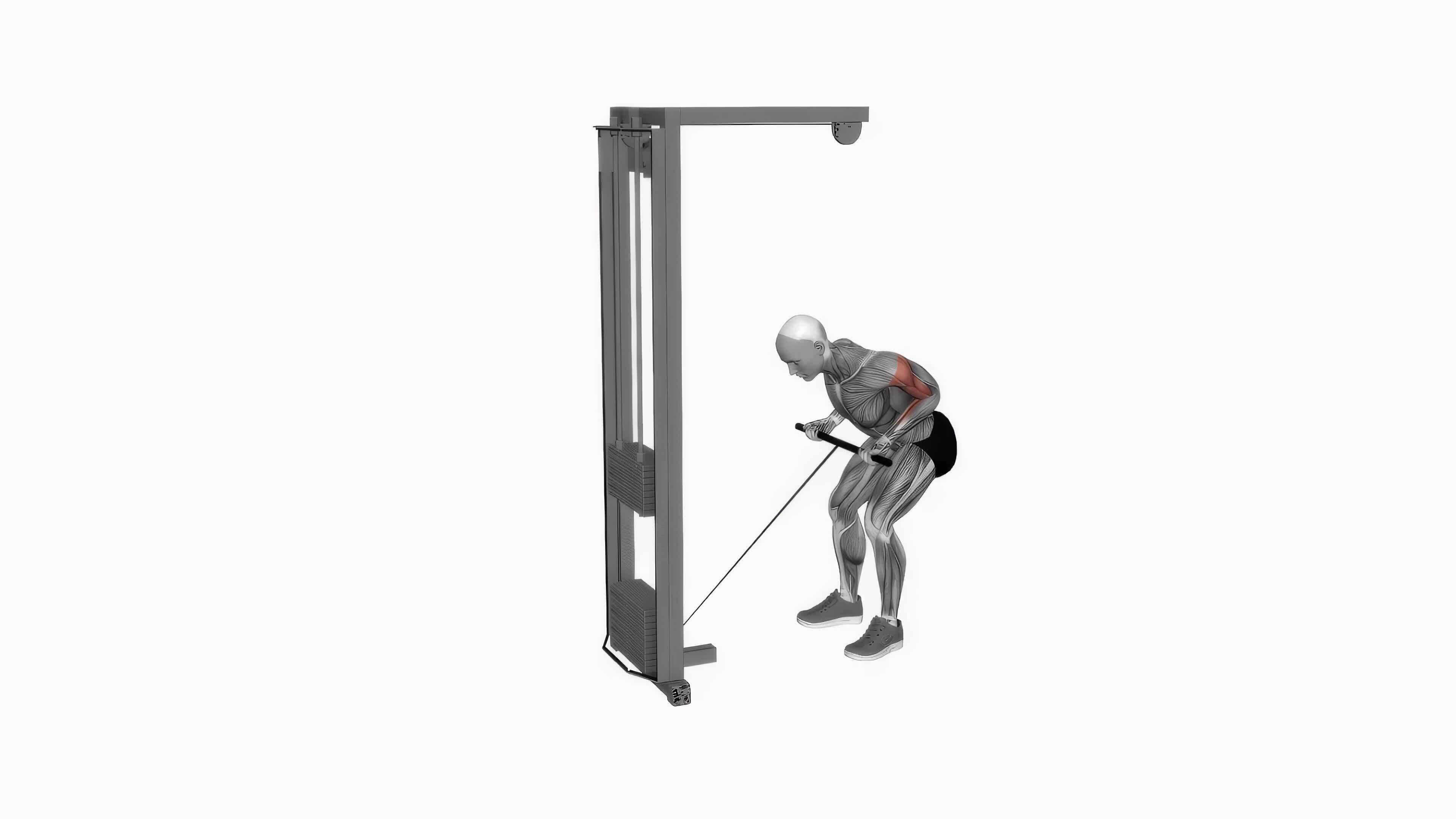 Cable bent over reverse grip row fitness exercise workout animation