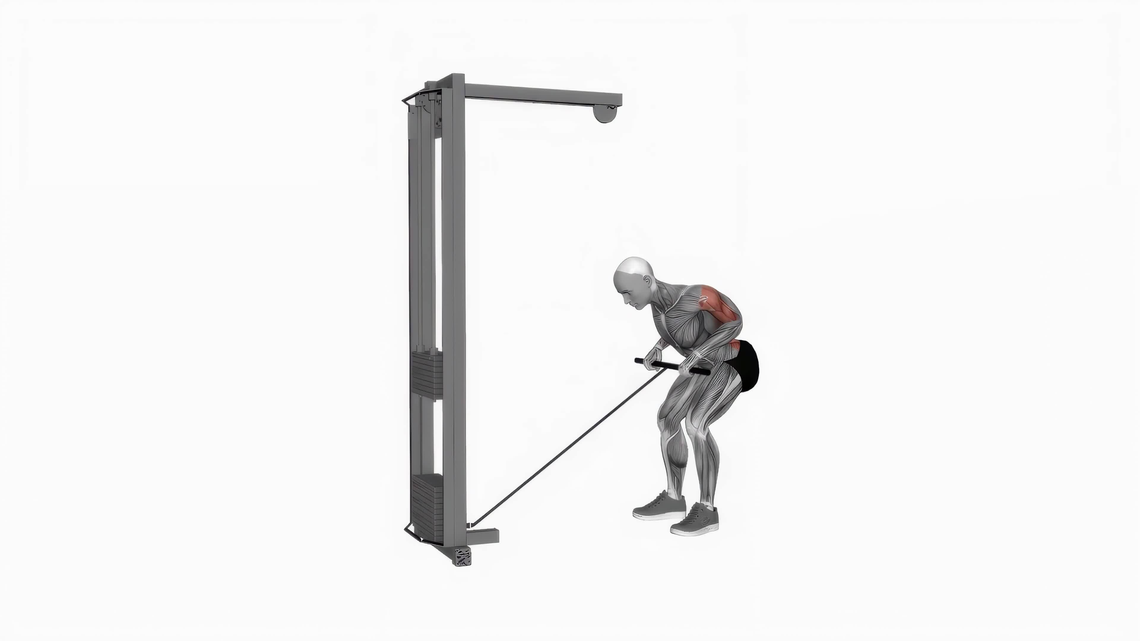Cable bent over row fitness exercise workout animation video male muscle highlight 4K 60 fps