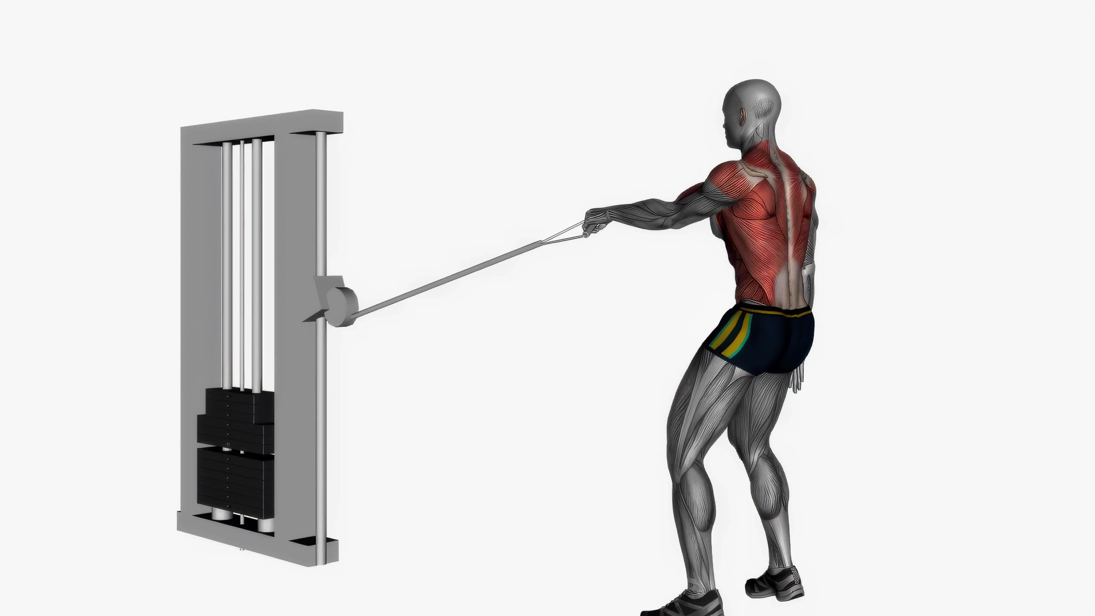Single arm cable row fitness exercise workout animation video male